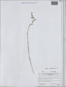 Linum usitatissimum L., Eastern Europe, Central forest region (E5) (Russia)