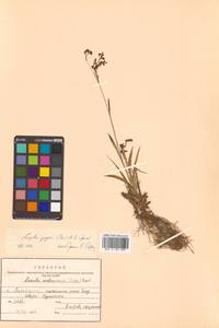Luzula piperi (Coville) M. E. Jones, Siberia, Russian Far East (S6) (Russia)