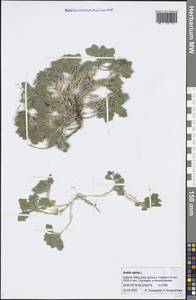 Arabis caucasica Willd., Caucasus, Armenia (K5) (Armenia)