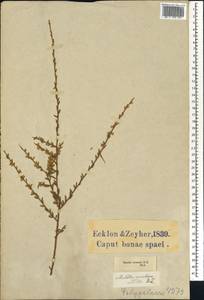 Muraltia spinosa (L.) F.Forest & J.C.Manning, Africa (AFR) (South Africa)