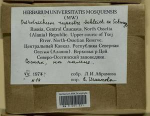 Lewinskya rupestris (Schleich. ex Schwägr.) F. Lara, Garilleti & Goffinet, Bryophytes, Bryophytes - North Caucasus & Ciscaucasia (B12) (Russia)