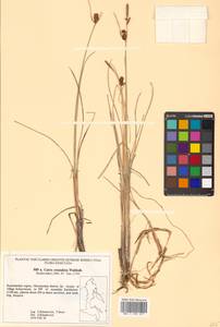 Carex rotundata Wahlenb., Siberia, Chukotka & Kamchatka (S7) (Russia)