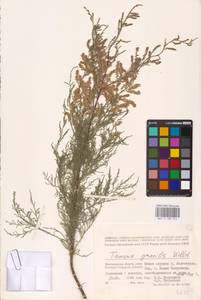 Tamarix gracilis Willd., Eastern Europe, Lower Volga region (E9) (Russia)