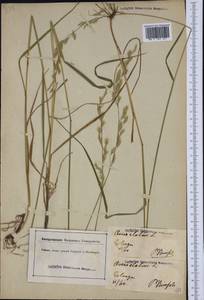 Arrhenatherum elatius (L.) P.Beauv. ex J.Presl & C.Presl, Western Europe (EUR) (Germany)