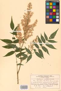 Sorbaria sorbifolia (L.) A. Braun, Eastern Europe, Moscow region (E4a) (Russia)