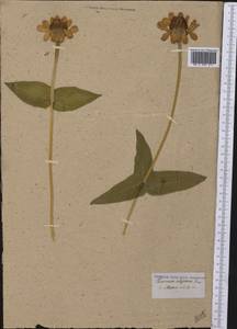 Zinnia elegans Jacq., America (AMER) (Mexico)