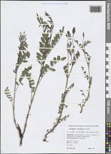 Astragalus norvegicus Weber, Siberia, Baikal & Transbaikal region (S4) (Russia)