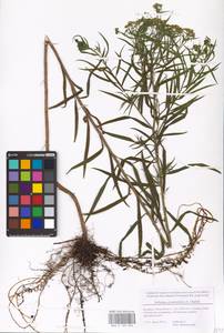Euthamia graminifolia (L.) Nutt., Eastern Europe, Belarus (E3a) (Belarus)