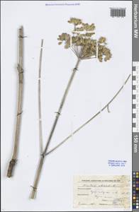 Heracleum sphondylium subsp. sibiricum (L.) Simonk., Eastern Europe, Moscow region (E4a) (Russia)