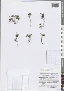 Ranunculus trichophyllus Chaix, Caucasus, Krasnodar Krai & Adygea (K1a) (Russia)