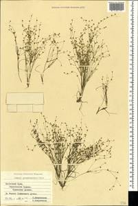 Juncus sphaerocarpus Nees, Crimea (KRYM) (Russia)