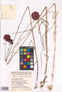 Allium sphaerocephalon L., Eastern Europe, Rostov Oblast (E12a) (Russia)