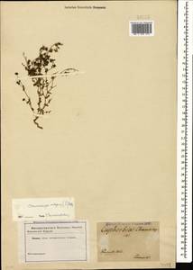 Euphorbia chamaesyce L., Caucasus (no precise locality) (K0)