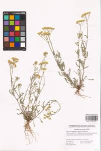 Achillea leptophylla M. Bieb., Eastern Europe, Lower Volga region (E9) (Russia)