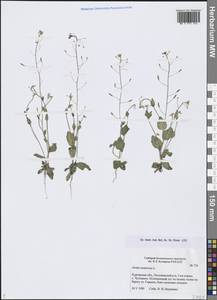Draba nemorosa L., Siberia, Western Siberia (S1) (Russia)