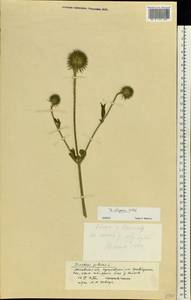 Dipsacus strigosus Willd., Eastern Europe, Moscow region (E4a) (Russia)