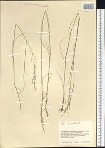 Poa nemoralis L., Siberia, Russian Far East (S6) (Russia)