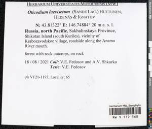 Oticodium laevisetum (Sande Lac.) Huttunen, Hedenäs & Ignatov, Bryophytes, Bryophytes - Russian Far East (excl. Chukotka & Kamchatka) (B20) (Russia)