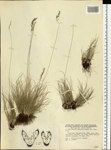 Festuca valesiaca Schleich. ex Gaudin, Eastern Europe, Central region (E4) (Russia)