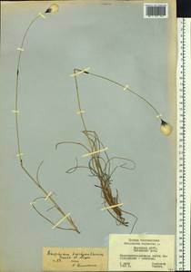 Eriophorum brachyantherum Trautv. & C.A.Mey., Siberia, Yakutia (S5) (Russia)
