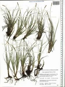 Carex argunensis Turcz. ex Trevir., Siberia, Baikal & Transbaikal region (S4) (Russia)