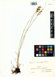 Juncus compressus Jacq., Siberia, Baikal & Transbaikal region (S4) (Russia)