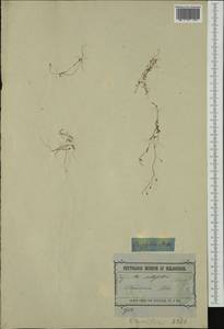 Hornungia procumbens (L.) Hayek, Australia & Oceania (AUSTR) (Australia)