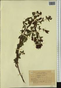 Hypericum maculatum, Western Europe (EUR) (Romania)