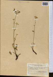 Aulacospermum tianschanicum (Korovin) C. Norman, Middle Asia, Western Tian Shan & Karatau (M3) (Kyrgyzstan)
