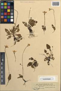 Parnassia laxmannii Pall. ex Schult., Middle Asia, Dzungarian Alatau & Tarbagatai (M5) (Kazakhstan)