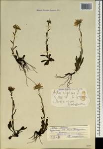 Aster alpinus L., Caucasus, Georgia (K4) (Georgia)