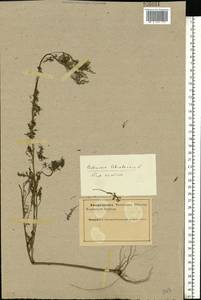 Artemisia abrotanum L., Eastern Europe, Northern region (E1) (Russia)