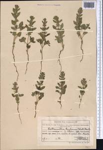 Lallemantia royleana (Benth.) Benth., Middle Asia, Northern & Central Tian Shan (M4) (Kazakhstan)