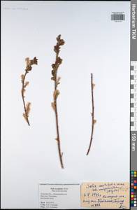 Salix acutifolia Willd., Eastern Europe, Central region (E4) (Russia)