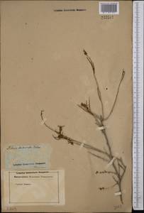 Xylosalsola arbuscula (Pall.) Tzvelev, Middle Asia, Karakum (M6) (Turkmenistan)