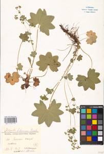 Alchemilla tichomirovii Czkalov, Eastern Europe, Moscow region (E4a) (Russia)