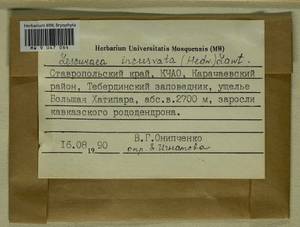 Lescuraea incurvata, Bryophytes, Bryophytes - North Caucasus & Ciscaucasia (B12) (Russia)