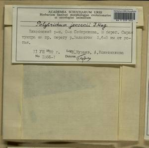 Polytrichum jensenii I. Hagen, Bryophytes, Bryophytes - Krasnoyarsk Krai, Tyva & Khakassia (B17) (Russia)