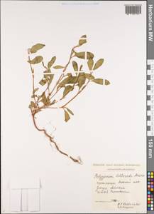Polygonum caspicum Kom., Caucasus, Georgia (K4) (Georgia)