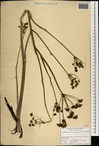 Lichtensteinia trifida Cham. & Schltdl., Africa (AFR) (South Africa)