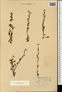 Myosotis sylvatica Ehrh. ex Hoffm., Caucasus, North Ossetia, Ingushetia & Chechnya (K1c) (Russia)