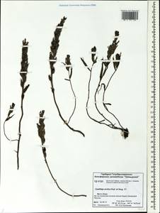 Castilleja arctica Krylov & Serg., Siberia, Central Siberia (S3) (Russia)