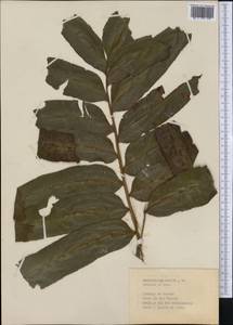 Acrostichum aureum L., America (AMER) (Cuba)