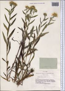 Pentanema britannicum (L.) D. Gut. Larr., Santos-Vicente, Anderb., E. Rico & M. M. Mart. Ort., Siberia, Western Siberia (S1) (Russia)