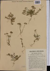 Scleranthus perennis subsp. dichotomus (Schur) Nym., Western Europe (EUR) (Hungary)
