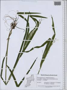 Glyceria lithuanica (Gorski) Gorski, Eastern Europe, North-Western region (E2) (Russia)