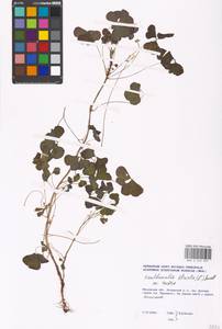 Oxalis corniculata L., Eastern Europe, Moscow region (E4a) (Russia)