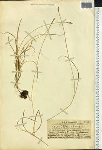 Carex iljinii V.I.Krecz., Siberia, Altai & Sayany Mountains (S2) (Russia)