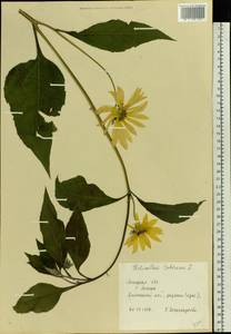 Helianthus tuberosus L., Eastern Europe, Central forest-and-steppe region (E6) (Russia)