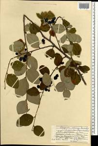 Cotoneaster melanocarpus × mongolicus, Mongolia (MONG) (Mongolia)
